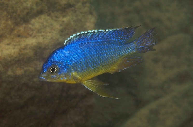 Protomelas sp. 'steveni imperial' Malopa